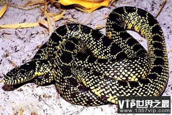 适合新手养的十种蛇：绿锦蛇上榜 玉米蛇最可爱