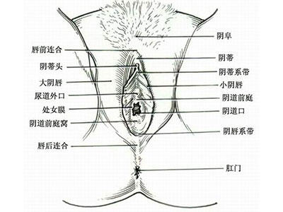 最健康女人私处外貌细节（高清全套图）