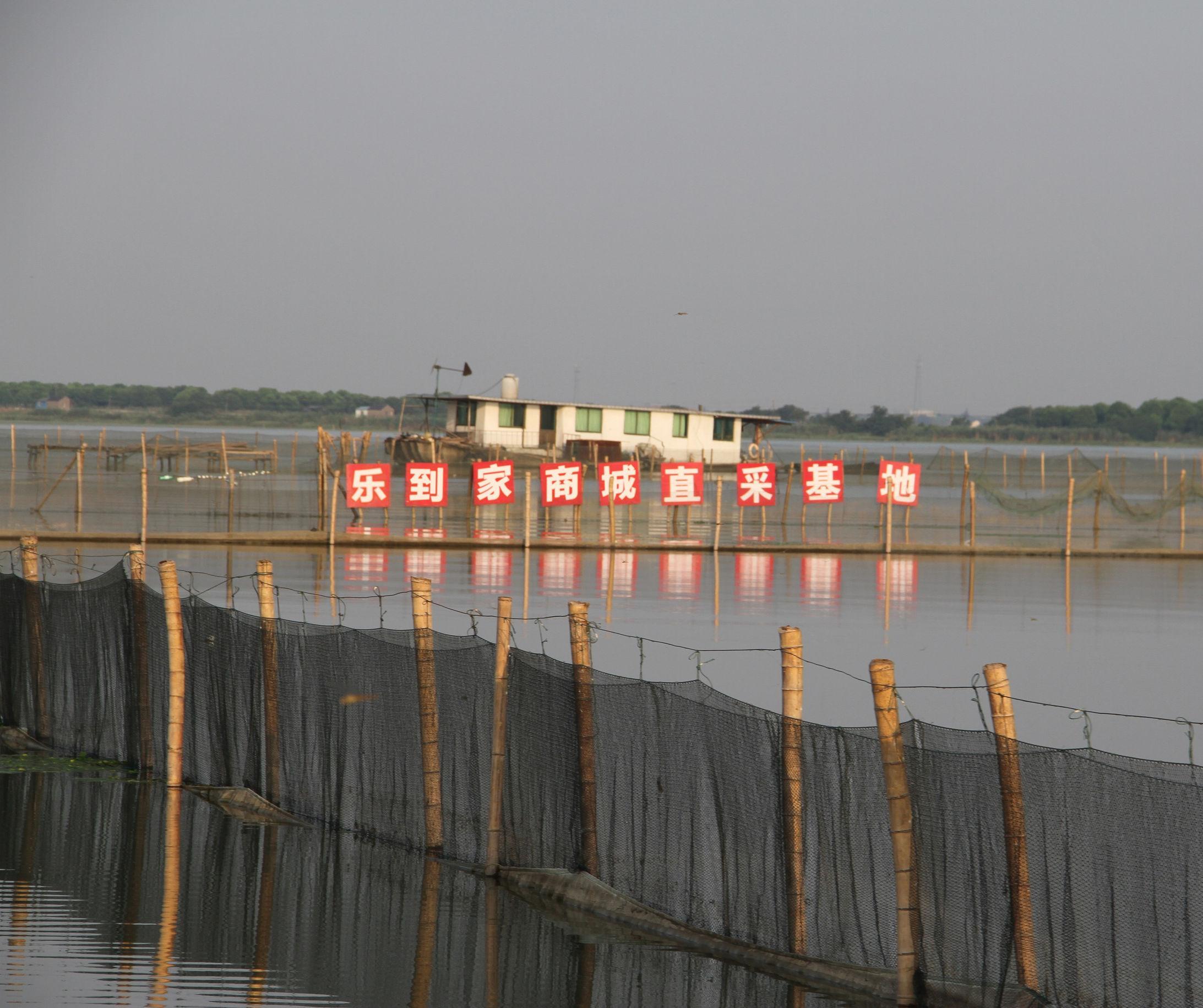 高温热瘦阳澄湖大闸蟹 价格暴涨40%是怎么回事，关于阳澄湖大闸蟹热量高吗的新消息。