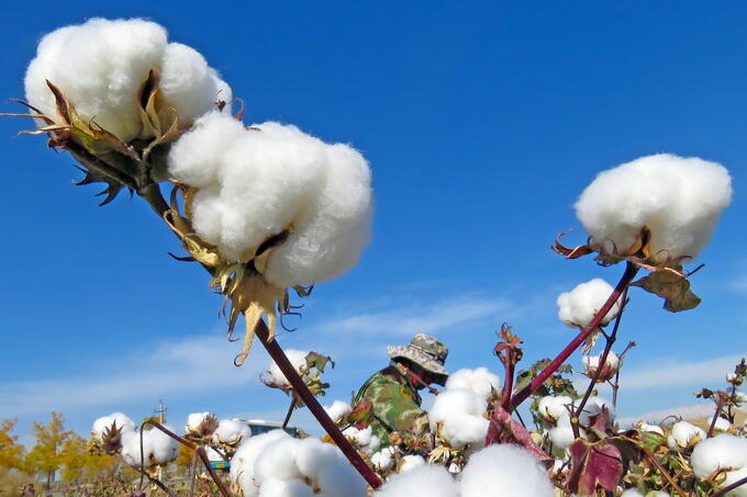 优衣库被指使用新疆棉花遭美国拦截 外交部最新回应