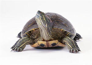 我想用扇贝夹你的乌龟是什么意思,乌龟是什么意思网络用语？