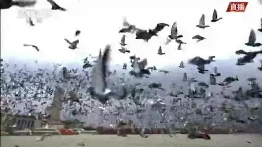 庆祝大会首次放飞10万羽和平鸽 和平鸽放飞后去哪儿了