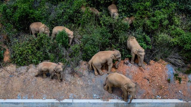 云南亚洲象最新消息：云南野象到哪了?15头野象走到哪了