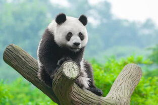 大熊猫吃人残忍图片,熊猫吃了人咋办