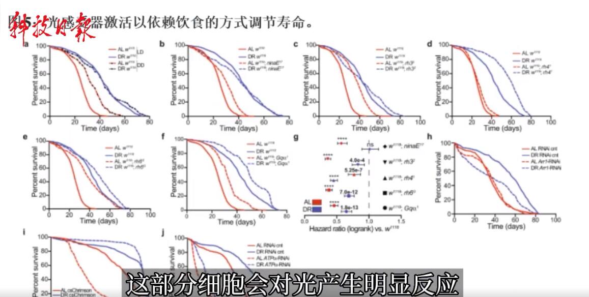 研究发现睡前玩手机伤眼又折寿是怎么回事，关于睡前玩手机对眼睛的危害的新消息。