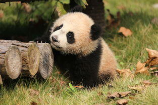 上海野生动物园熊猫死亡,心痛！重庆动物园大熊猫“新星”去世