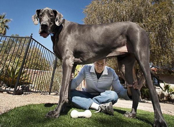 世界上最大的狗排名有多大 世界上最大的狗是什么品种
