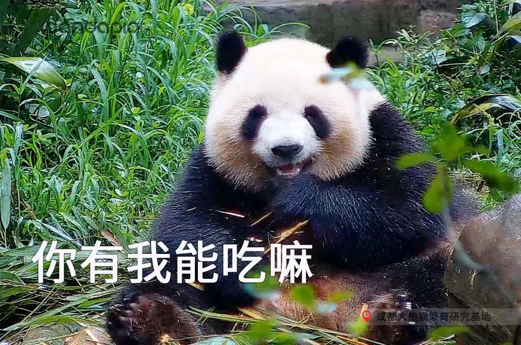 大熊猫表演吃竹子吐竹子皮是怎么回事，关于大熊猫吃竹子过程的新消息。