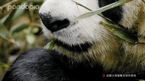 大熊猫表演吃竹子吐竹子皮是怎么回事，关于大熊猫吃竹子过程的新消息。