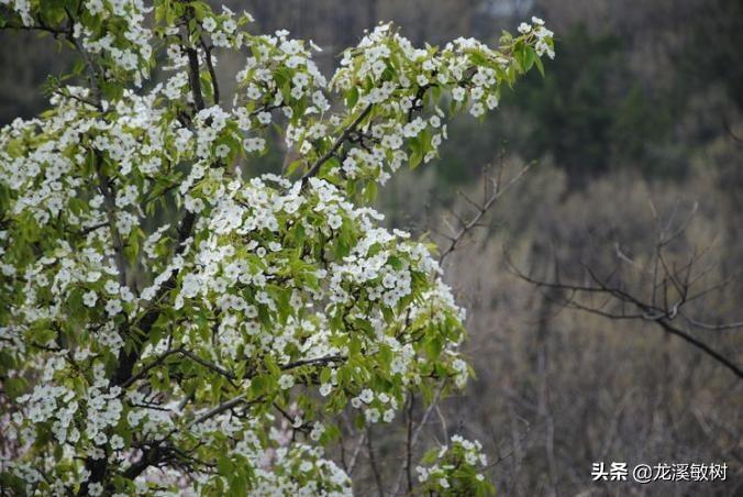 海口街头出现海市蜃楼是怎么回事，关于龙口海市蜃楼的新消息。