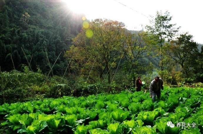 中国人确实有点种菜天赋在身上的,都说中国人有种菜天赋