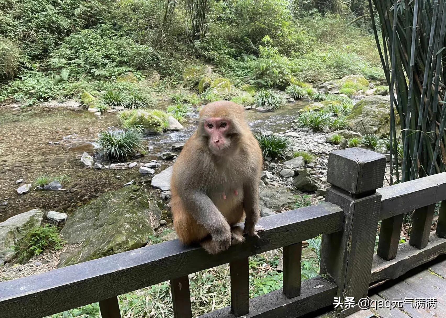 多家龙头药企疯狂囤猴是怎么回事?