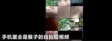 猴子偷手机后疯狂自拍，甚至录制了一段“吃播”视频