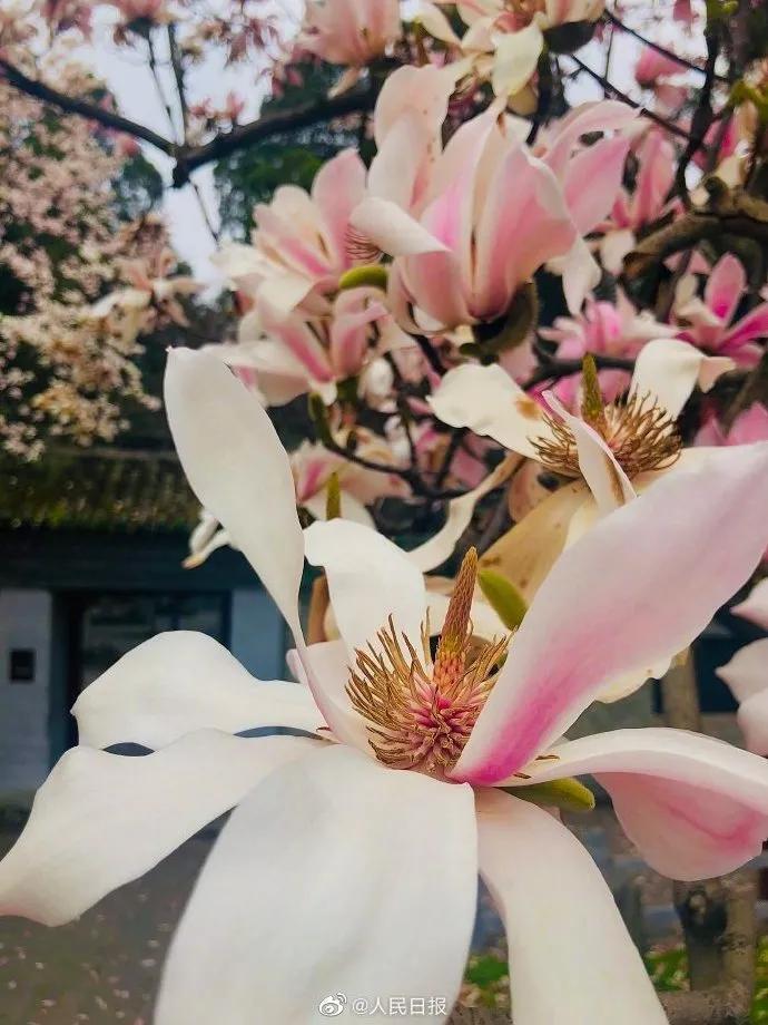陕西汉中400余年古旱莲开花,究竟是怎么一回事?