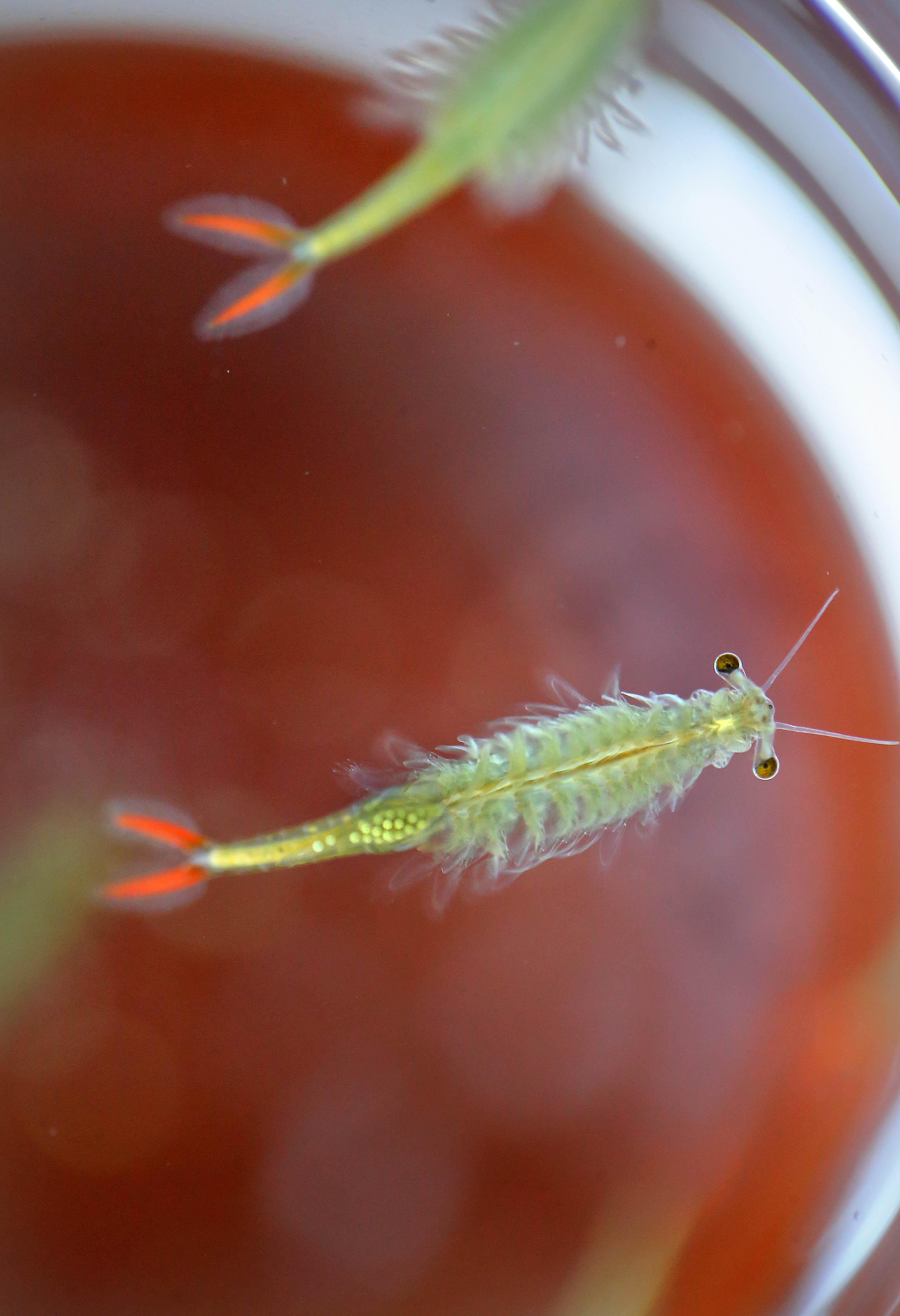 四川疑现恐龙同时代生物仙女虾是怎么回事，关于江苏发现2亿年前物种仙女虾:与恐龙同时代的新消息。