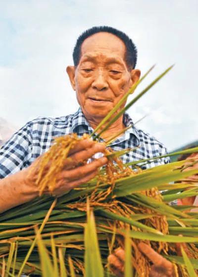 袁隆平雕像前满是鲜花 袁隆平母校西南大学献花悼念中国农民丰收节