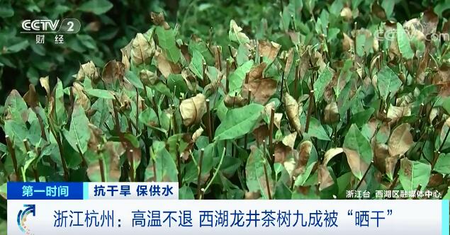 西湖龙井茶树9成被“晒干”是怎么回事，关于西湖龙井茶树多少年了的新消息。