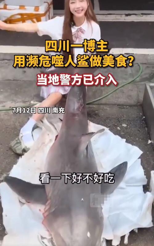 网红烹煮大白鲨是从京东购买是怎么回事，关于网红烹煮大白鲨是从京东购买的嘛的新消息。