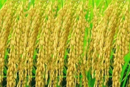 水稻亩产1365公斤，袁隆平团队双季稻产量再创新高