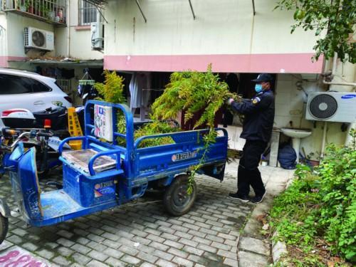 江苏13市均发现加拿大一枝黄花,究竟是怎么一回事?