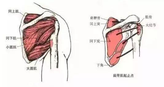 三天肩膀就练薄了,肩膀太薄怎么练厚