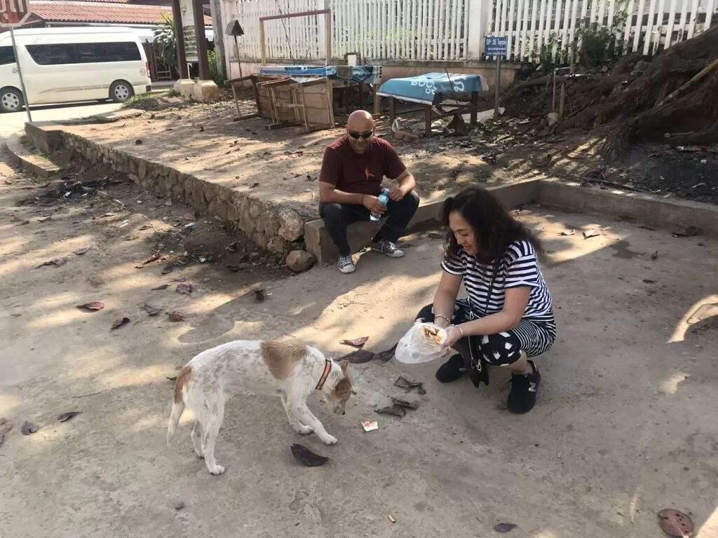 流浪猫投喂点堪比热门景区,长期投喂流浪猫