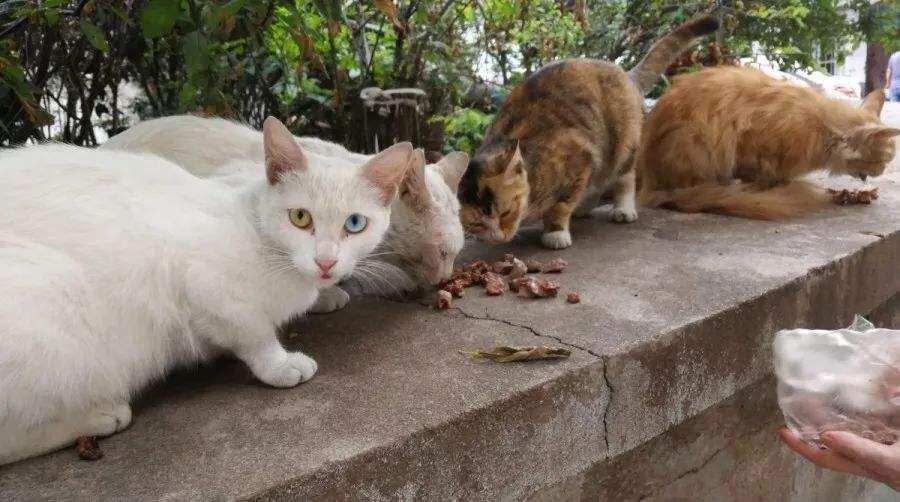 流浪猫投喂点堪比热门景区,长期投喂流浪猫