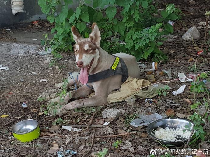 民警捡回两犬想当警犬结果真是警犬,捡到警犬怎么办