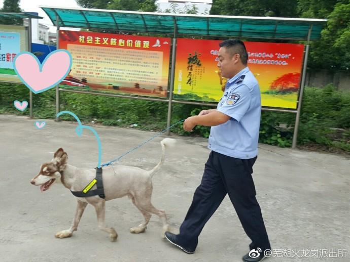 民警捡回两犬想当警犬结果真是警犬,捡到警犬怎么办