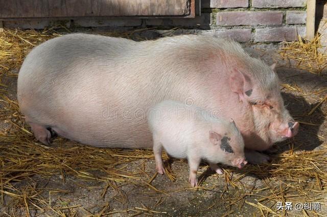 重庆的猪都中暑了是怎么回事，关于重庆的猪都中暑了吗的新消息。
