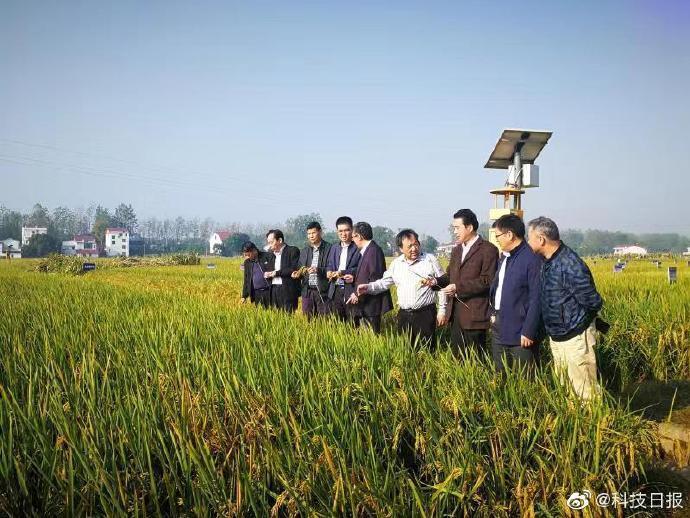 水稻亩产1365公斤什么情况？袁隆平团队长江中游双季稻产量创新高