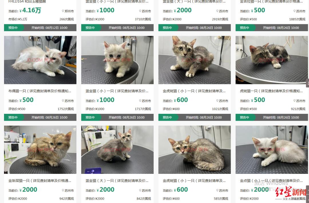 12只宠物猫被法拍为主人还债是怎么回事，关于晒猫索赔20万的新消息。