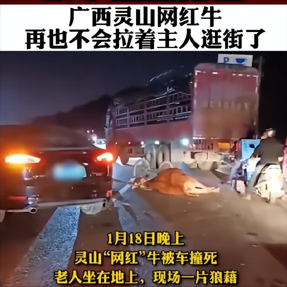 灵山“网红牛”不幸被车撞死,究竟是怎么一回事?