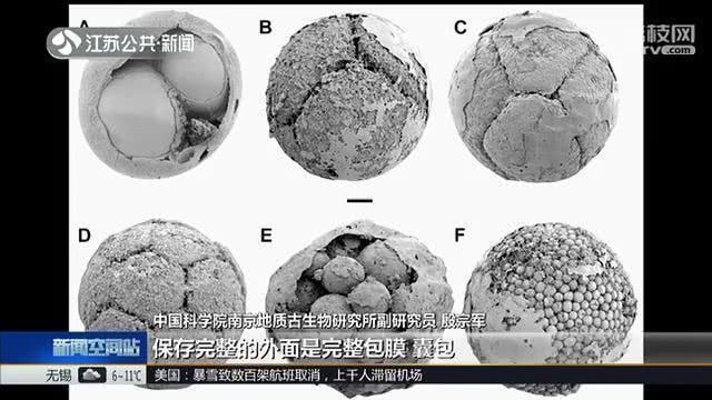 先有鸡还是先有蛋有答案了?先有鸡还是先有蛋化石给出答案