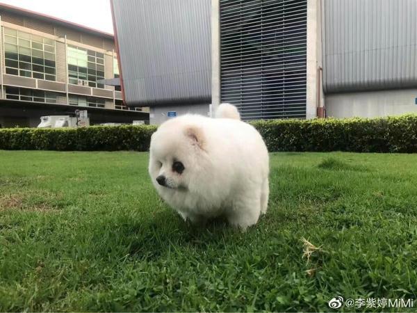 李紫婷工作室公开爱犬去世经过是怎么回事，关于李紫婷养的狗的新消息。