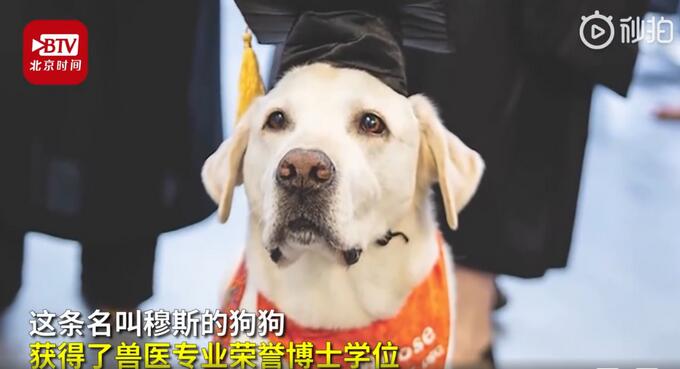 8岁治疗犬获博士学位什么情况？8岁治疗犬帮千人摆脱焦虑