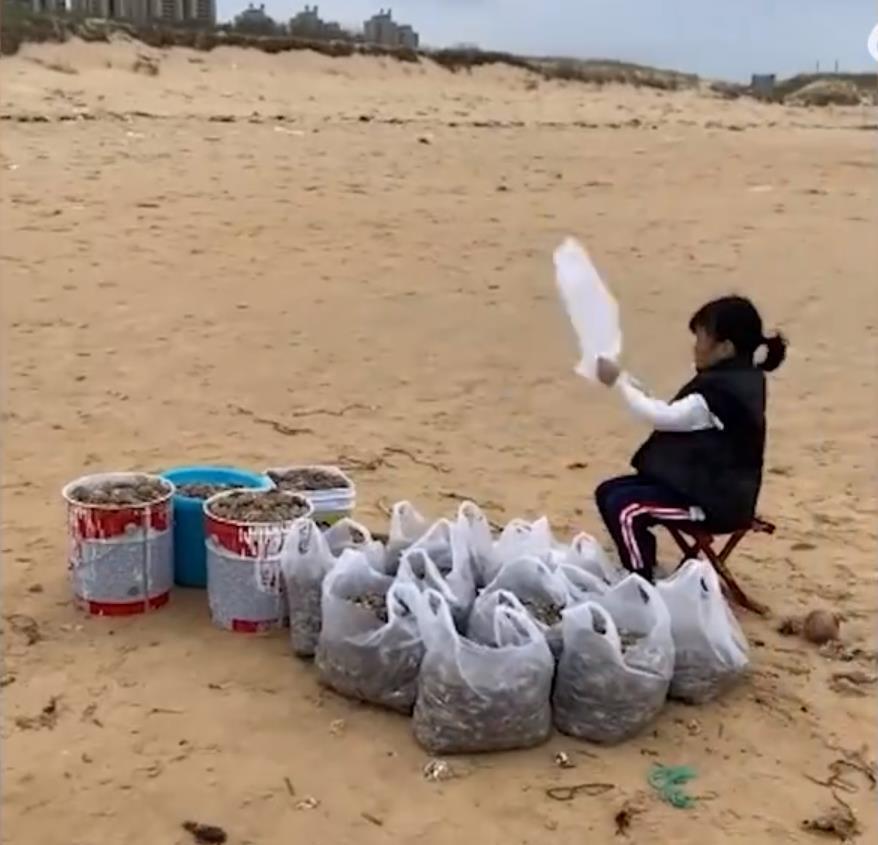 女子驱车3小时连夜到烟台捞海肠,烟台赶海哪里有海肠