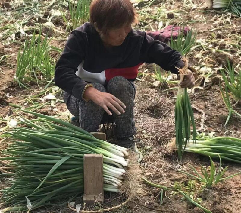 多地蔬菜滞销到底“堵”在哪儿