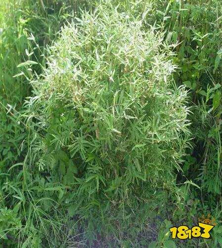 竹子实际上是草还是树?大熊猫爱吃的竹子实际上是什么