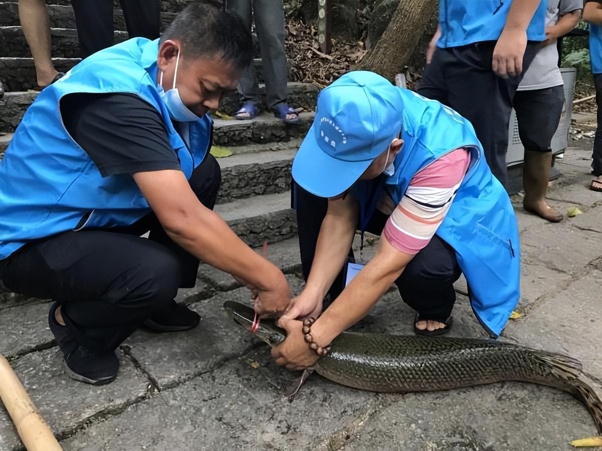 多地发现鳄雀鳝是怎么回事，关于多地发现鳄雀鳝的原因的新消息。