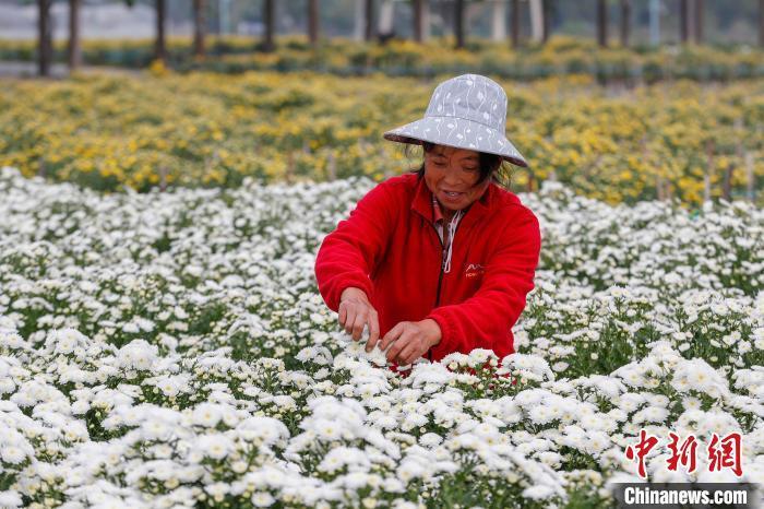 徽州贡菊采摘忙,究竟是怎么一回事?