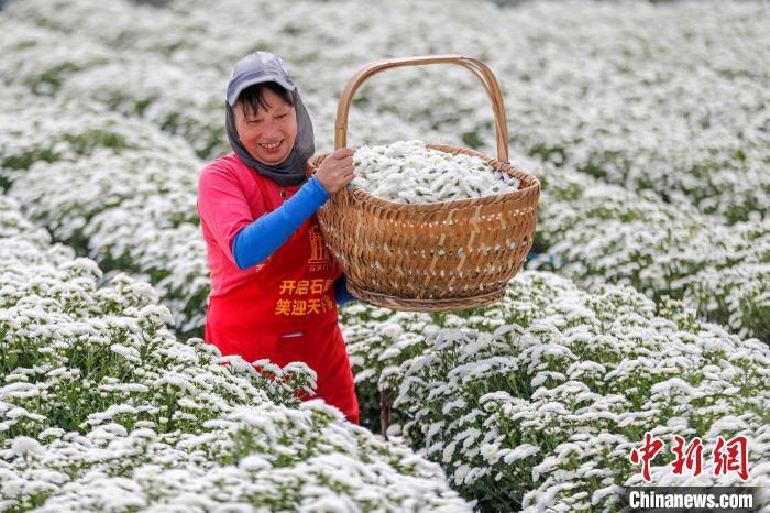 徽州贡菊采摘忙,究竟是怎么一回事?