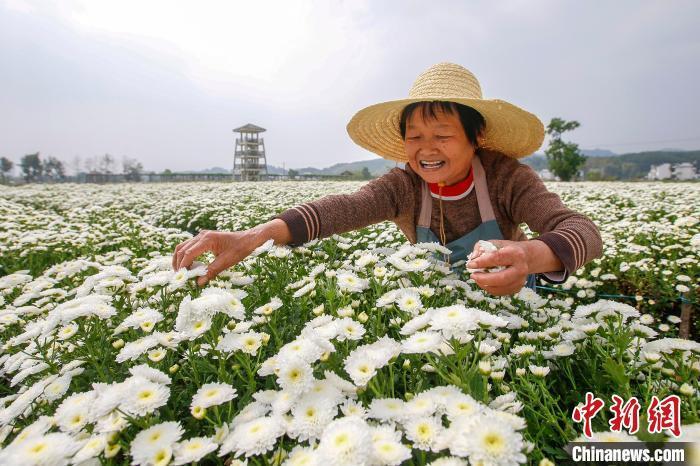 徽州贡菊采摘忙,究竟是怎么一回事?