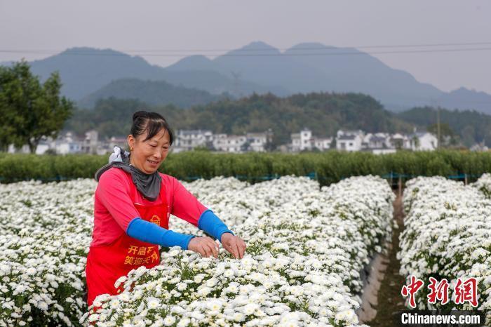 徽州贡菊采摘忙,究竟是怎么一回事?