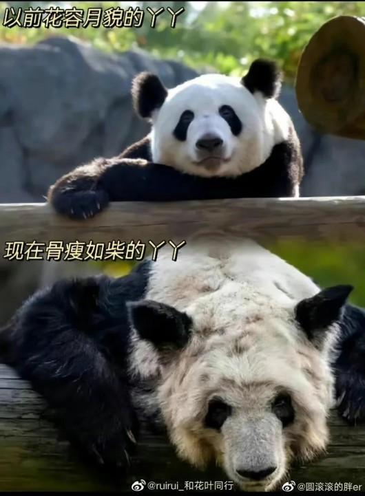 旅美大熊猫乐乐最新消息 旅美大熊猫乐乐为什么死了去世原因