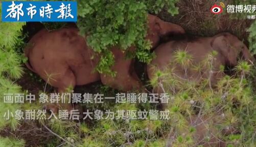 云南15头大象最新消息 大象为睡觉小象驱蚊警戒