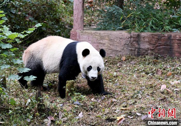 旅美大熊猫贝贝回国是怎么回事?大熊猫贝贝回国美国网友泪奔相送