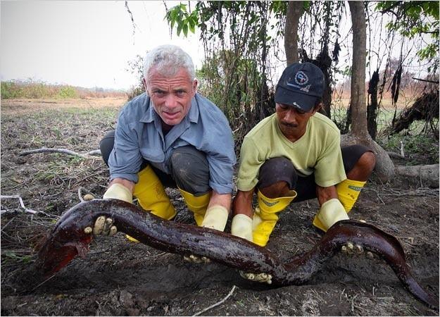 河南汝州巨型怪鱼系高危外来生物是怎么回事，关于河中巨怪鱼类名单的新消息。