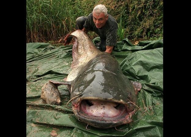 河南汝州巨型怪鱼系高危外来生物是怎么回事，关于河中巨怪鱼类名单的新消息。