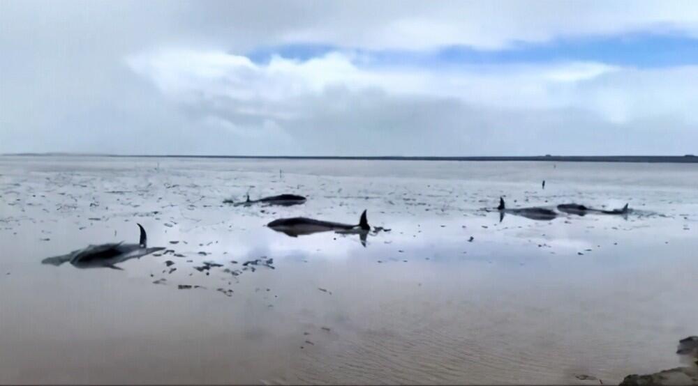 4头搁浅瓜头鲸重归大海 其中2头瓜头鲸放生时发现已死亡